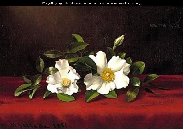 Two Cherokee Roses on Red Velvet by Martin Johnson Heade