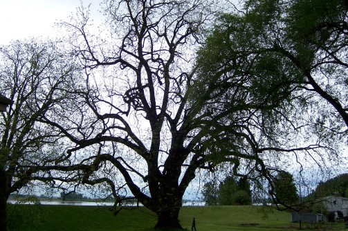 The largest known living black walnut tree is on Sauvie Island, Oregon. Image via Wiki, CC BY-SA 3.0.