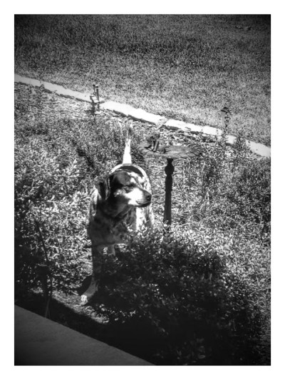 Spot (2/11/06 - 3/17/14)